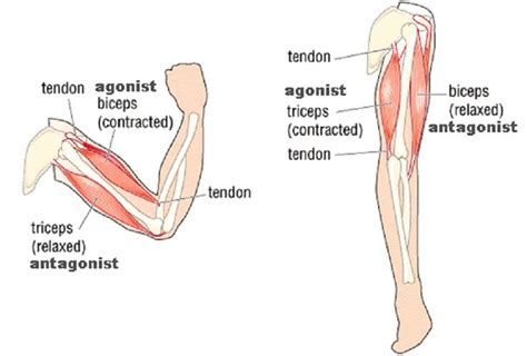 Agonist (muscle causing an action when it contracts) & Antagonist ...