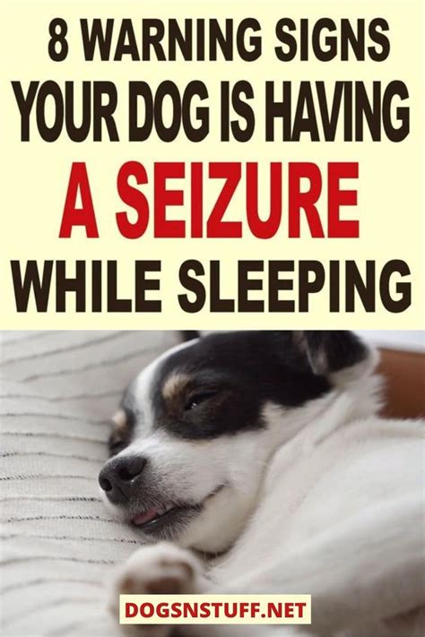 How To Tell If A Dog is Having A Seizure While Sleeping: 8 Warning ...