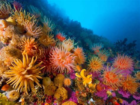 Anémona de mar: mitad planta y mitad animal