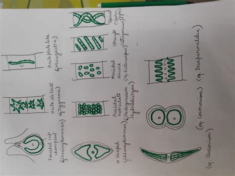 make a list of green algae with their characteristic shape of chloroplast - Brainly.in