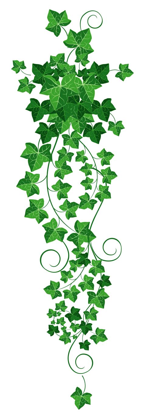 Vine Ivy PNG Clipart Picture | Vine drawing, Leaf drawing, Trendy flowers