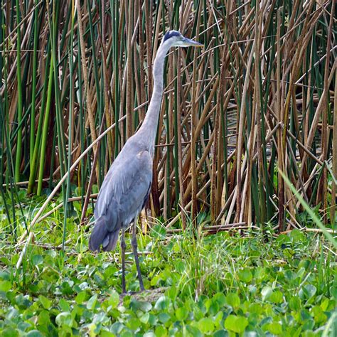 Orlando Wetlands Park, Orlando, Florida. #wildlife #birds #lilsusieq #myfloridalife #hiking # ...