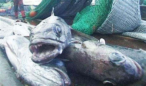 Toothfish Day celebration in South Georgia and South Sandwich Islands ...