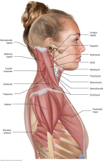 Muscles of the neck / musculature of the cervical spine