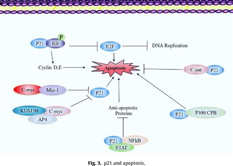 Figure 3 from Multiple functions of p21 in cell cycle, apoptosis and ...