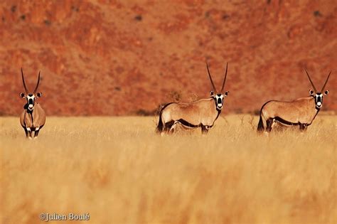 Oryx Namib desert