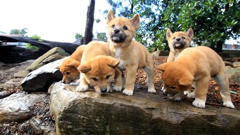 Dingo puppies take centre stage at Featherdale Wildlife Park | St ...