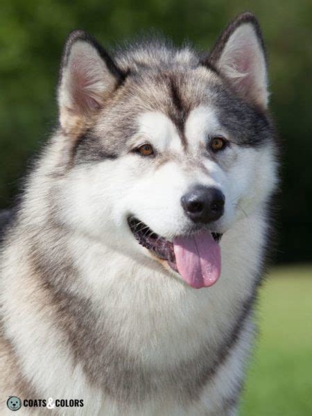 Alaskan Malamute Coat Colors | Coats and Colors