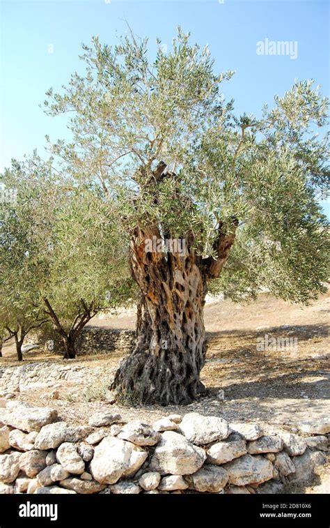 Olive Tree in Bethlehem Israel Stock Photo - Alamy