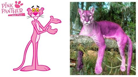 Pink Panther and Pals Characters in Real Life - YouTube