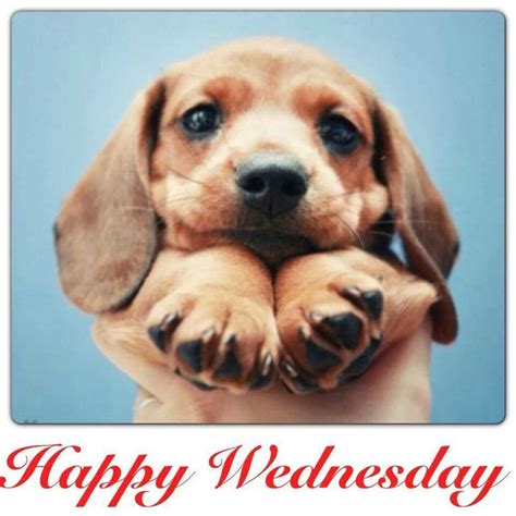 Happy Wednesday Dog Meme