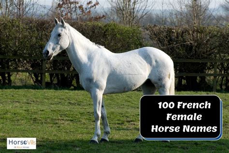 350 Beautiful French Horse Names for Mares and Stallions