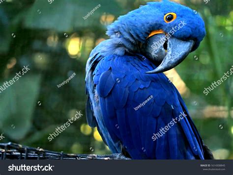 Adorable Pose Vivid Blue Hyacinth Macaw Stock Photo 1614308845 | Shutterstock