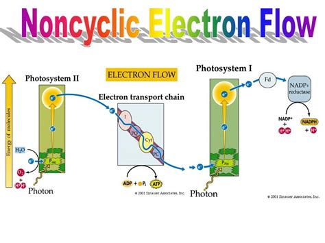 Cyclic Electron Flow Vs Linear Electron Flow