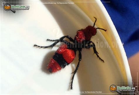 Velvet Ant