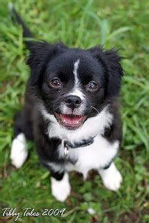 Tibby Tales: The Bordhuahua | Chihuahua, Border collie, Mixed breed dogs