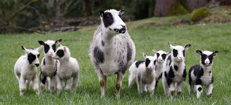 Photo: Little lambs all lined up | The Spokesman-Review