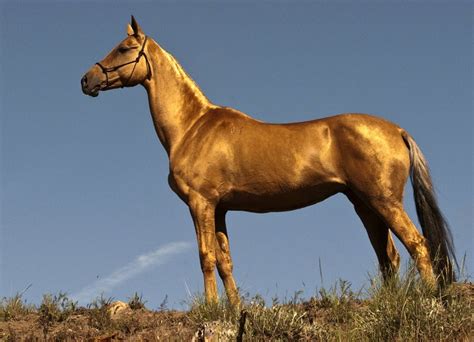 26 Best Horse Breeds Of The World