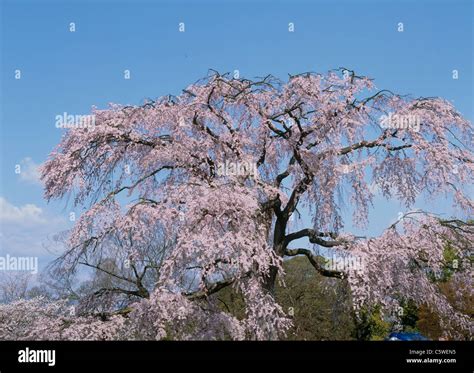 Cherry Blossoms at Maruyama Park, Kyoto, Kyoto, Japan Stock Photo - Alamy