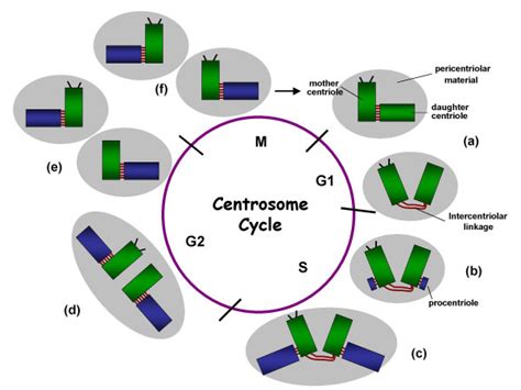 The Centrosome Duplication Cycle. The centrosome consists of mother and... | Download Scientific ...