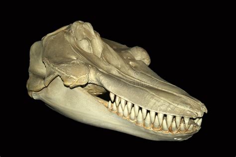 An Orca Skull stock image. Image of whale, cetacean, dolphin - 4519413