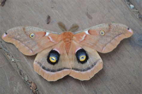 The polyphemus moth (Antheraea polyphemus) is a North American member of the family Saturniidae ...