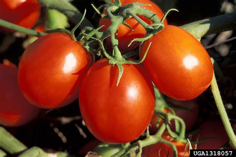 garden tomato (Solanum lycopersicum)