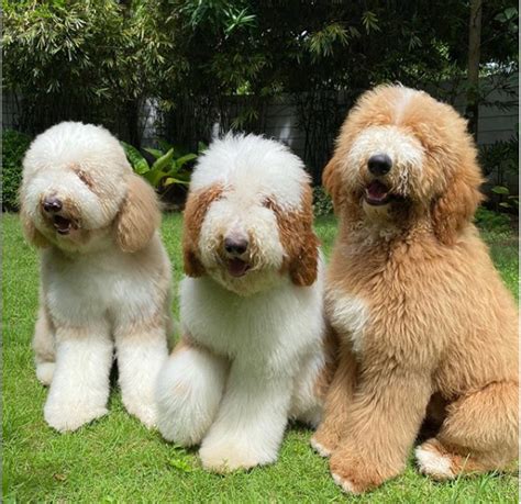 2020-09-20_16-08-45 | Z Giant Poodles Kennel