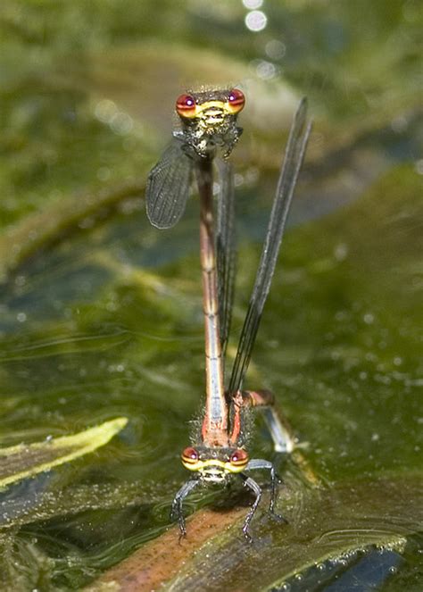 Weedon's World of Nature: Garden pond insects