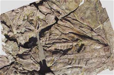 Largest Feathered Dinosaur Discovered in China | Paleontology | Sci-News.com