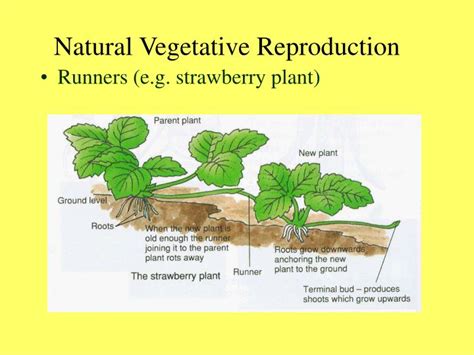 PPT - The two modes of Reproduction PowerPoint Presentation - ID:624634