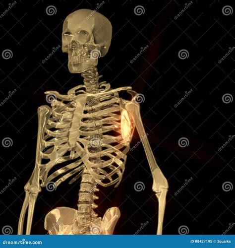 Digital Rendering of a Human Skeleton Stock Illustration - Illustration ...