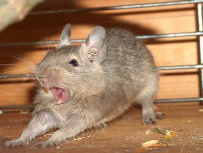 Bridges' Degu | Animal Database | FANDOM powered by Wikia