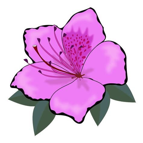 Purple hibiscus flower clipart. Free download transparent .PNG | Creazilla