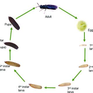 Life cycle of the black soldier fly Hermetia illucens. Sizes of... | Download Scientific Diagram