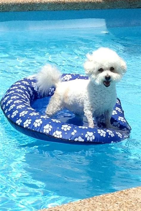 Best Bichon ever! 13 year old Lucy loves the pool! | Bichon Frisé | Pinterest | Pools, The o ...