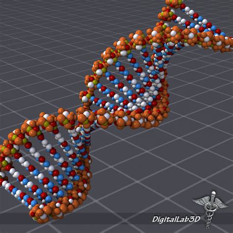 DNA structure 3D model | CGTrader