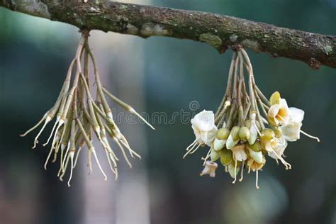 Durian flowers stock image. Image of flowers, flowerlets - 72044235