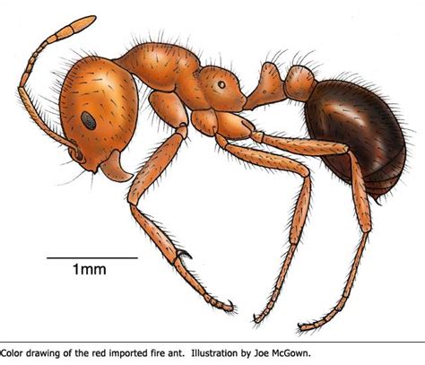 Fire Ant Facts | Mississippi State University Extension Service