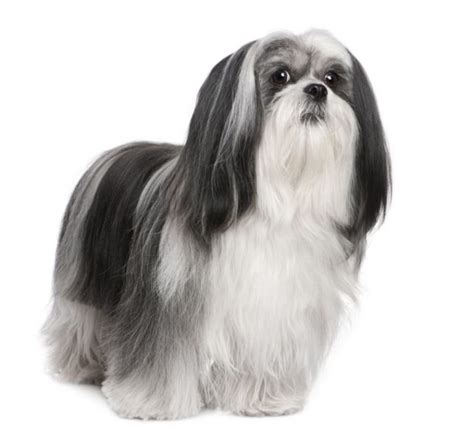 Lhasa Apso Puppies For Adoption | Dog Bazar