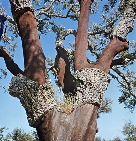 Cork oak | plant | Britannica.com