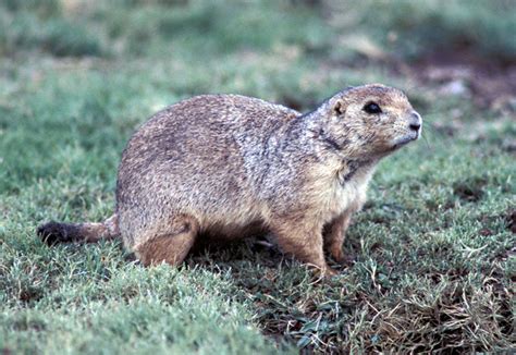 Mexican Prairie Dog (Cynomys mexicanus)