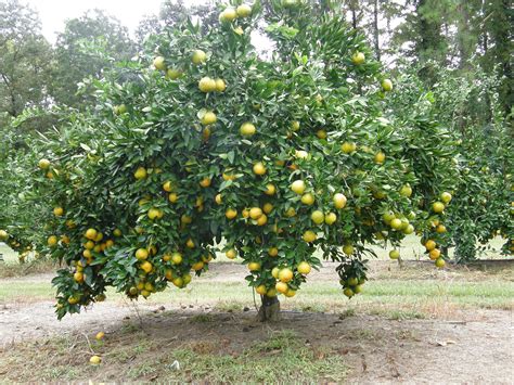 Plant Fruit Trees for Tasty Harvest | Arboles frutales, Frutales, Arboles