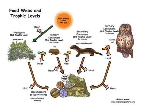 About Food Webs and Trophic Levels