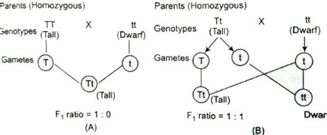 Define and design a test cross.