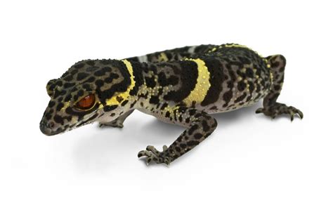 Chinese Cave Gecko (Captive Bred) - Goniurosaurus hainanensis (unsexed)