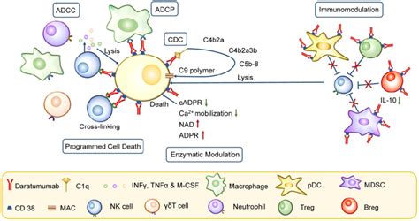 Mechanism of action of CD38 mAbs. CD38 mAb Daratumumab has pleiotropic... | Download Scientific ...