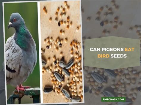 Can Pigeons Eat Budgie Seeds? - Pigeon Ask