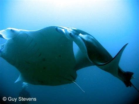 Manta Ray Reproduction - Animal Facts and Information | Manta ray ...