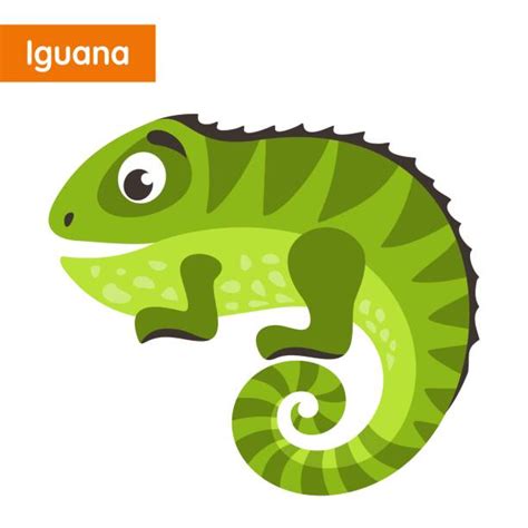 Iguana Illustrations, Royalty-Free Vector Graphics & Clip Art - iStock